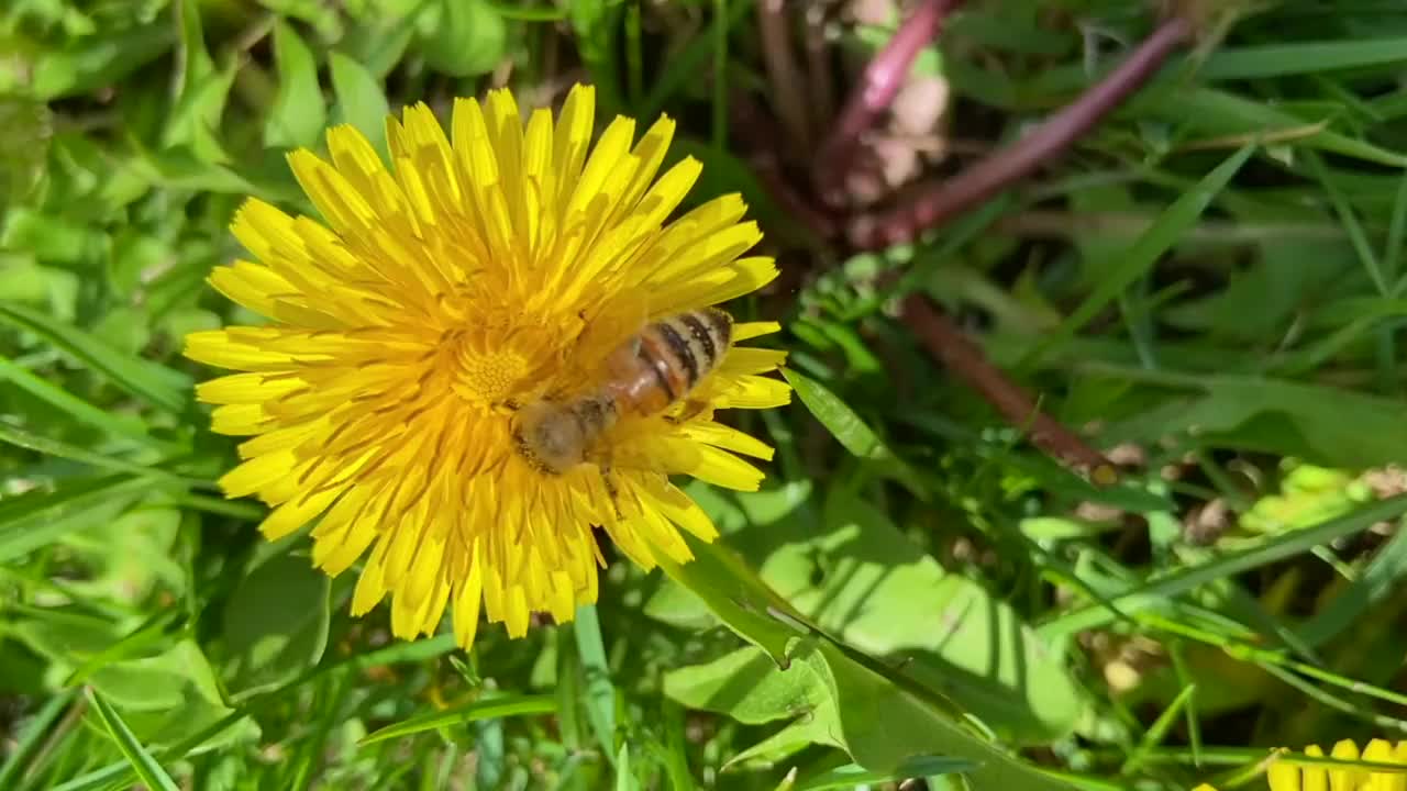 蜜蜂在蒲公英上采集花粉视频素材