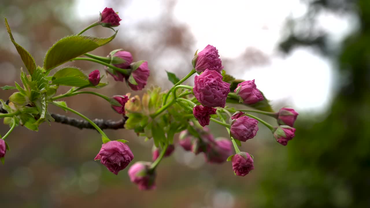 精致的粉红色日本樱花。一枝盛开的樱花。春天的花园。视频素材