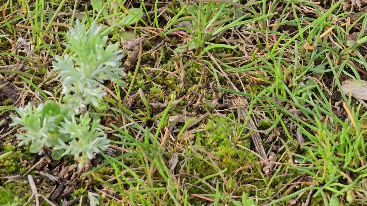 新鲜生长的苦艾(Seriphidium fragrans)特写，野外的蒿属植物，青蒿素药用植物，天然的绿色草叶纹理壁纸背景视频素材