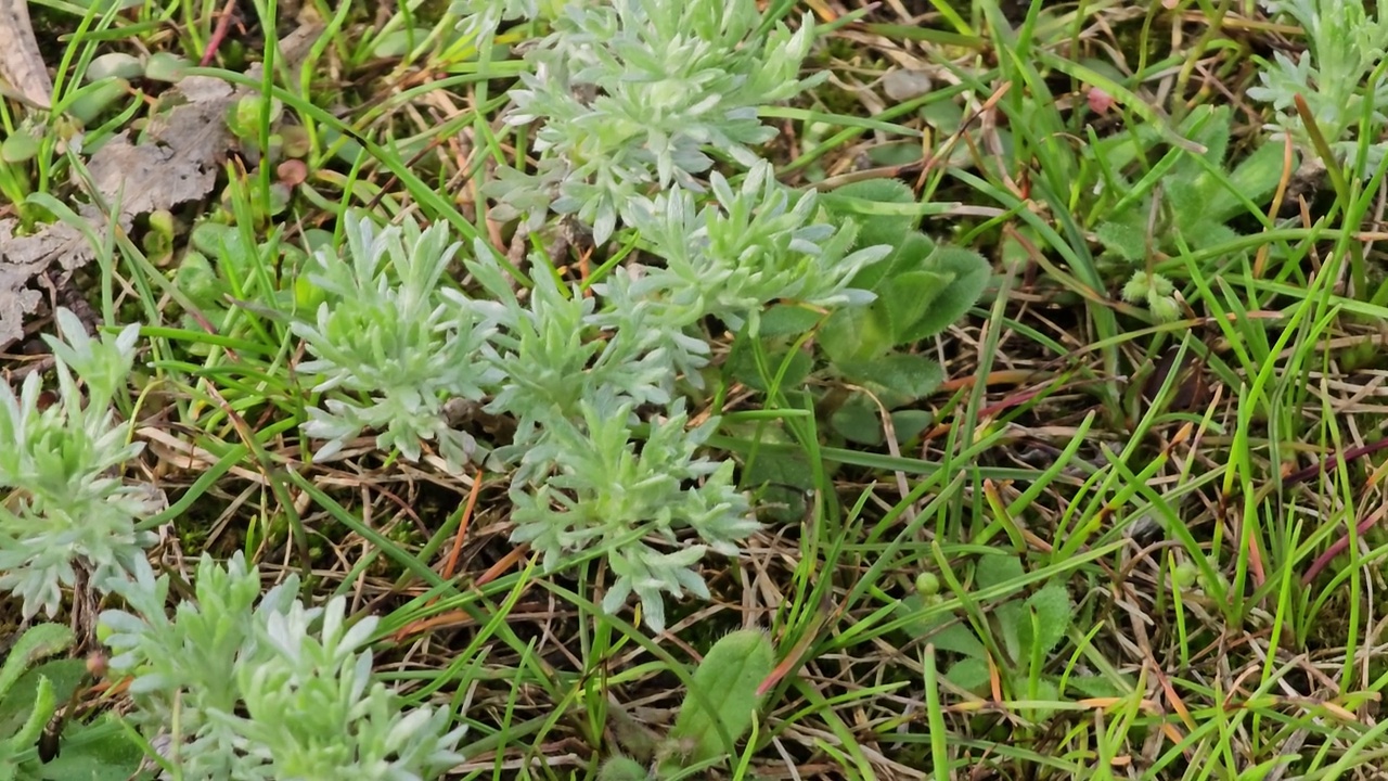 新鲜生长的苦艾(Seriphidium fragrans)特写，野外的蒿属植物，青蒿素药用植物，天然的绿色草叶纹理壁纸背景视频素材