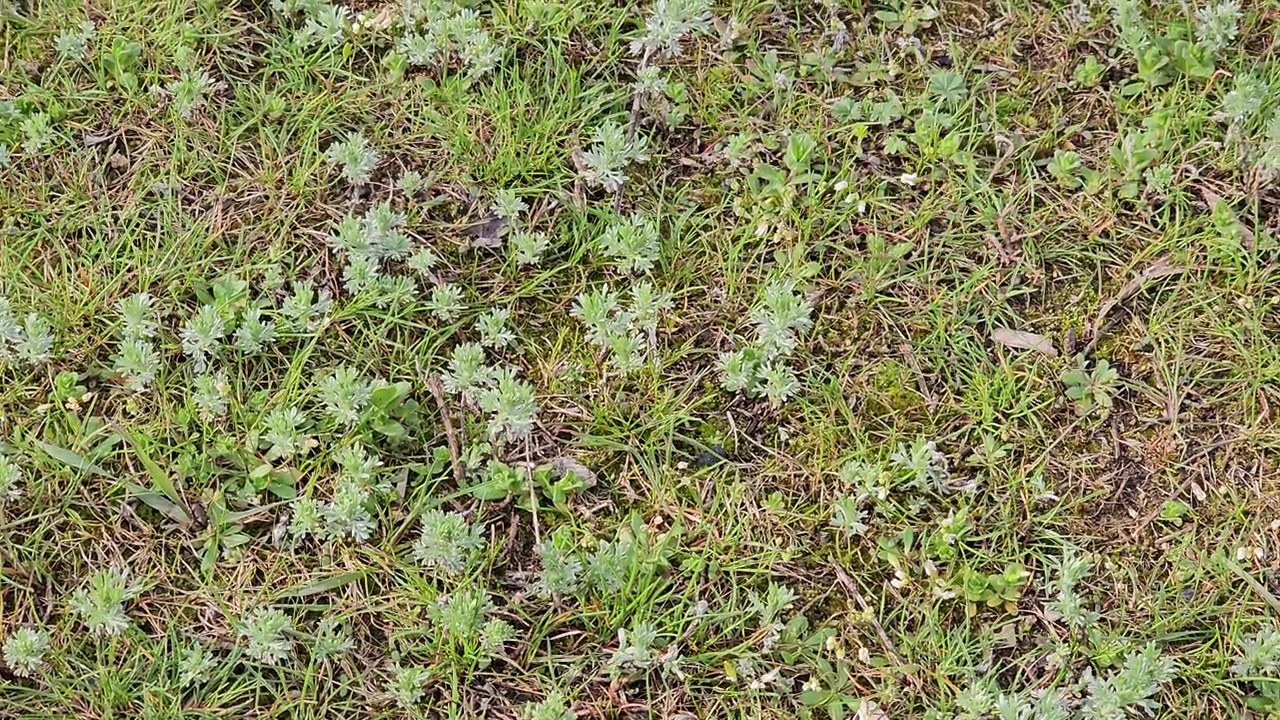 新鲜生长的苦艾(Seriphidium fragrans)特写，野外的蒿属植物，青蒿素药用植物，天然的绿色草叶纹理壁纸背景视频素材