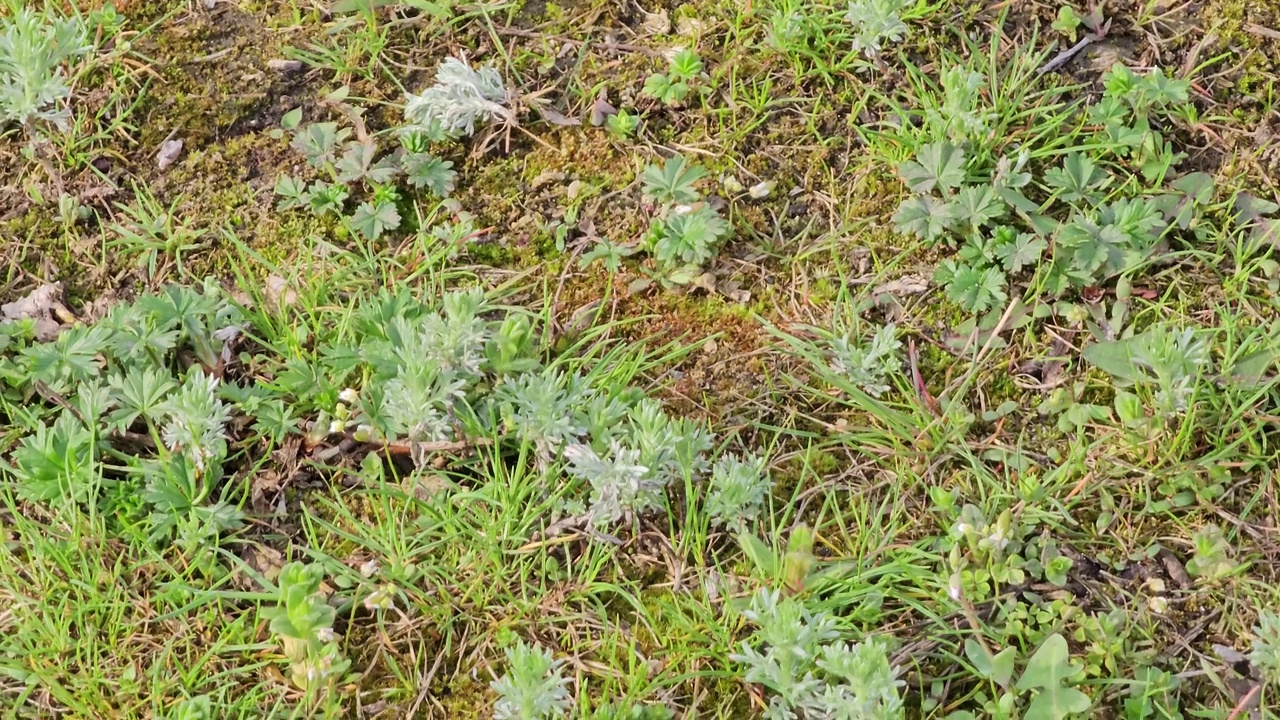 新鲜生长的苦艾(Seriphidium fragrans)特写，野外的蒿属植物，青蒿素药用植物，天然的绿色草叶纹理壁纸背景视频素材