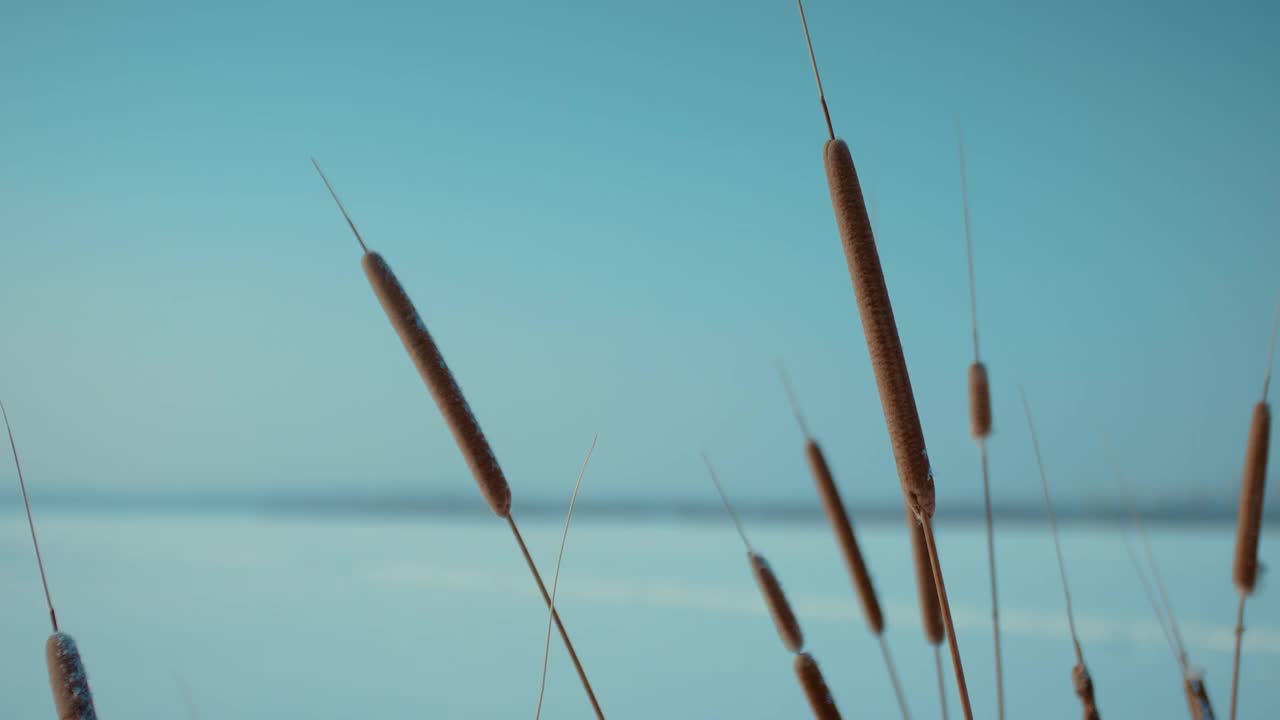 冬季景观中的芦苇特写，美丽的雪景和蓝天，4K, Prores视频素材