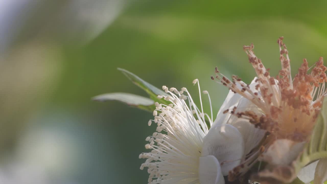 小蜜蜂正在盛开的番石榴花上寻找蜂蜜视频素材