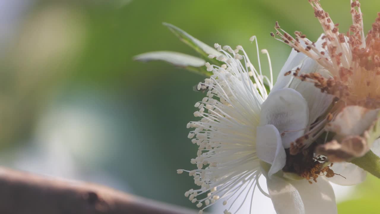 小蜜蜂正在盛开的番石榴花上寻找蜂蜜视频素材