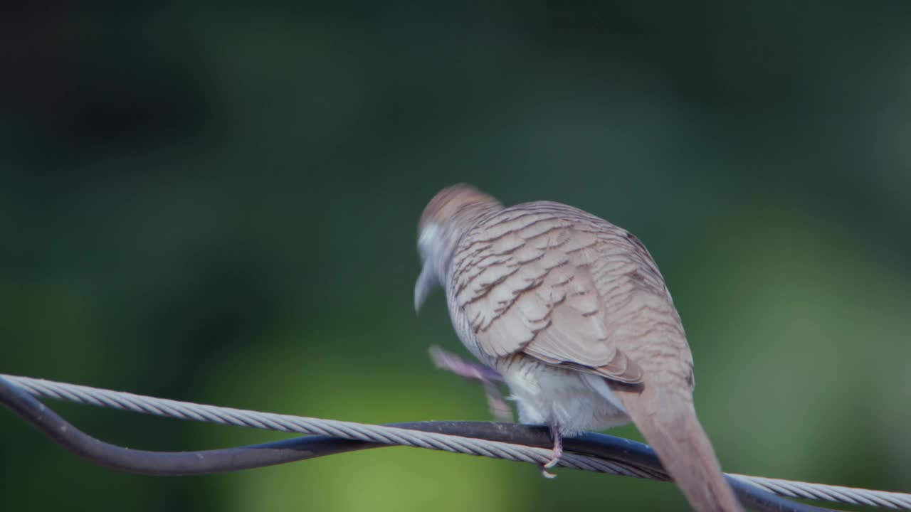 斑鸽(Spilopelia chinensis)是一种小而有点长尾的鸽子，正在清洁自己视频素材