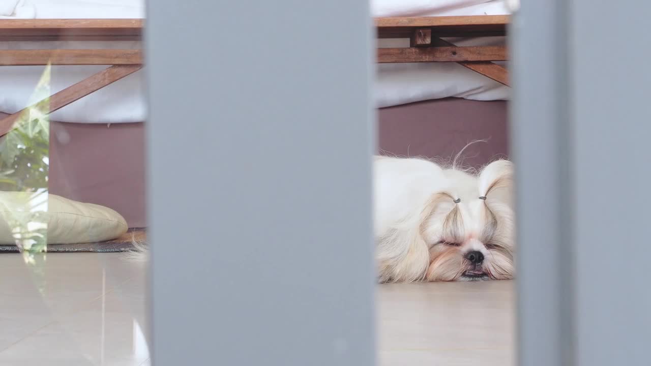 一只可爱的西施小狗的特写脸，下巴和舌头躺在地板上睡觉。视频素材