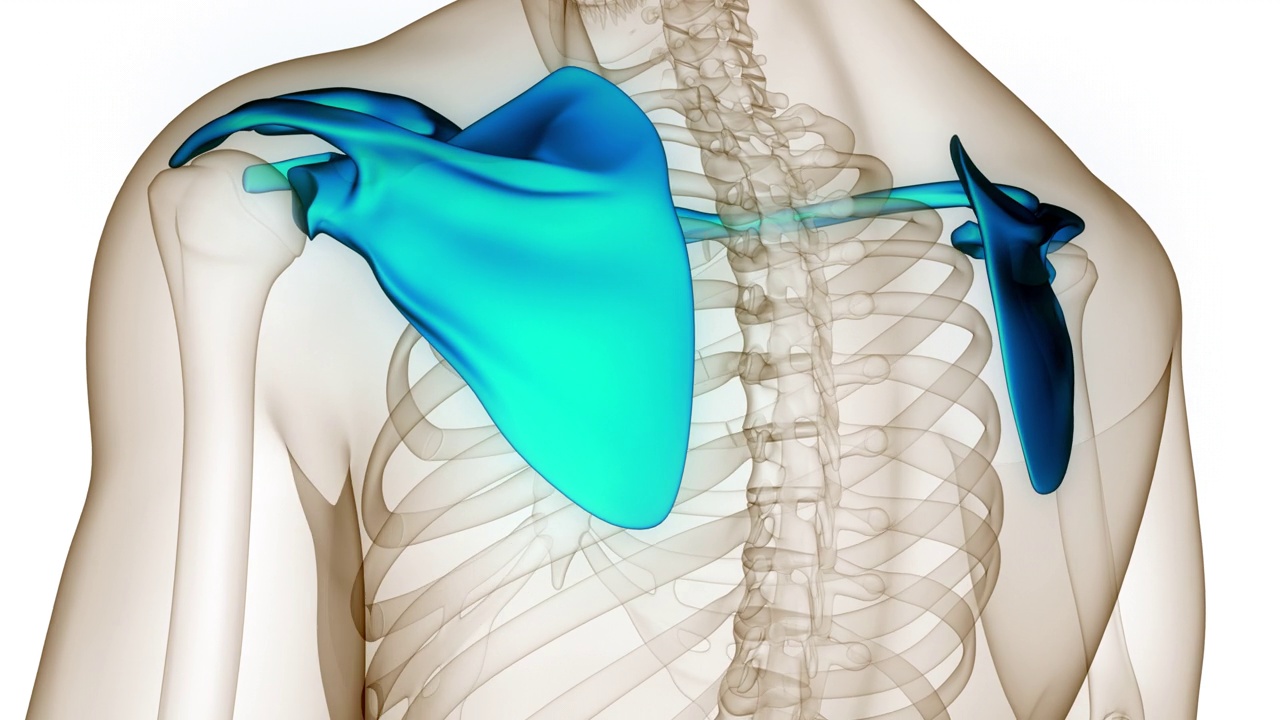 人体骨骼系统胸(肩)带解剖动画概念视频素材