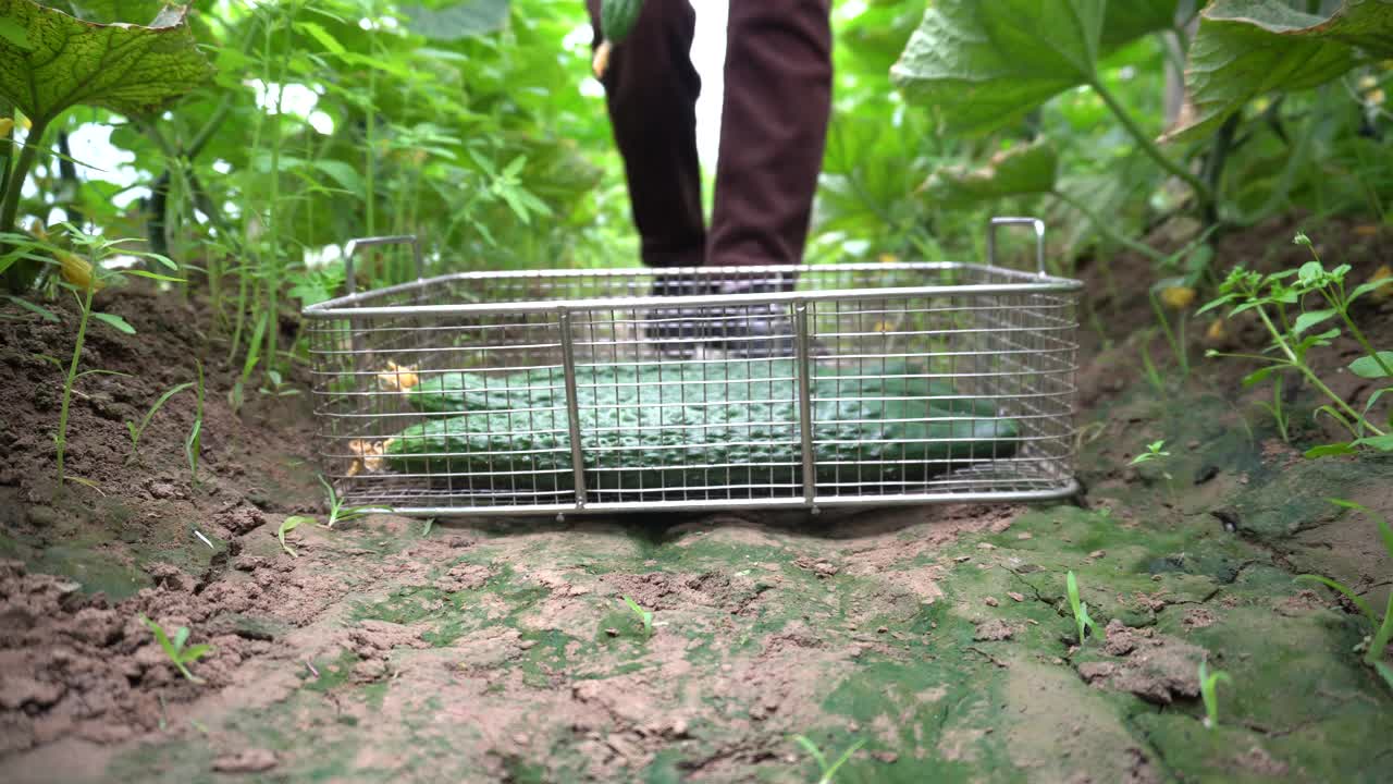 在温室中种植和收获黄瓜蔬菜。视频素材