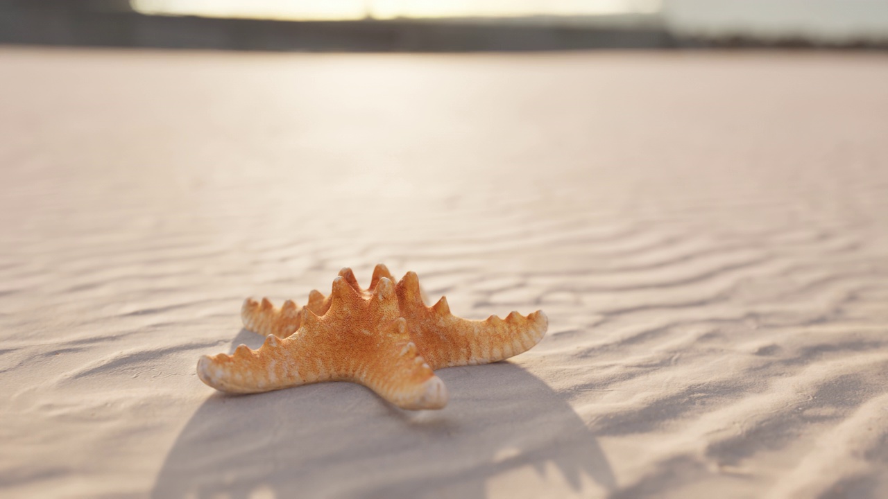 海滩上的海星视频素材