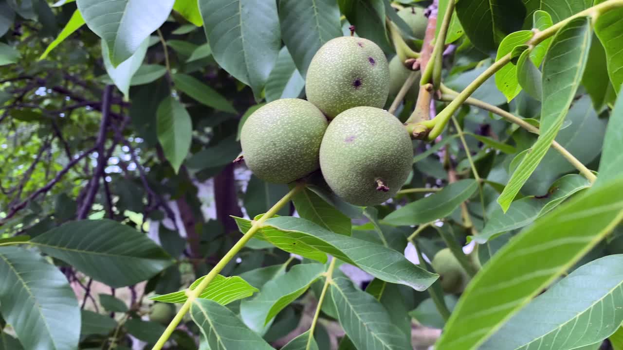 绿色的核桃长在树上，近距离观察视频素材