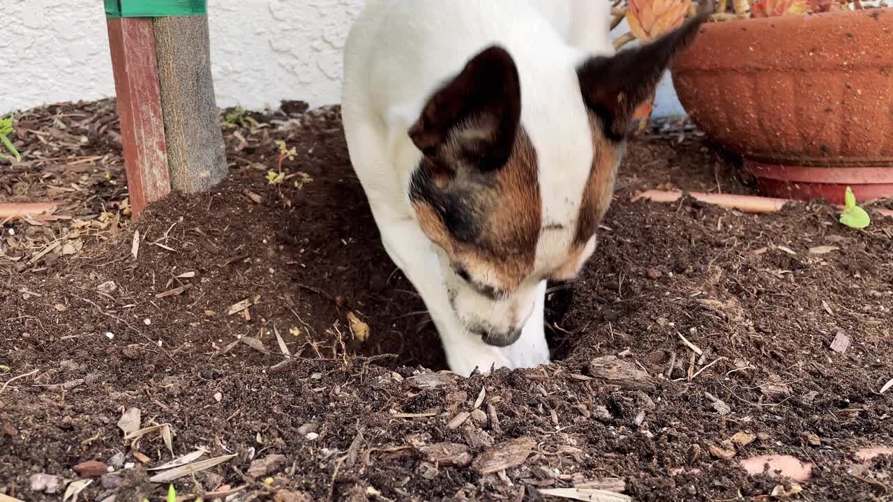 狗在花园里挖土视频下载