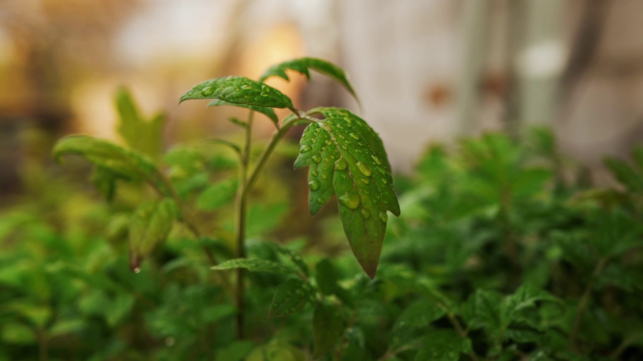 滴番茄苗视频素材