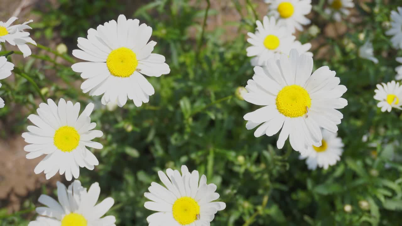 白色的雏菊花，绿色的叶子。春天的自然美视频素材