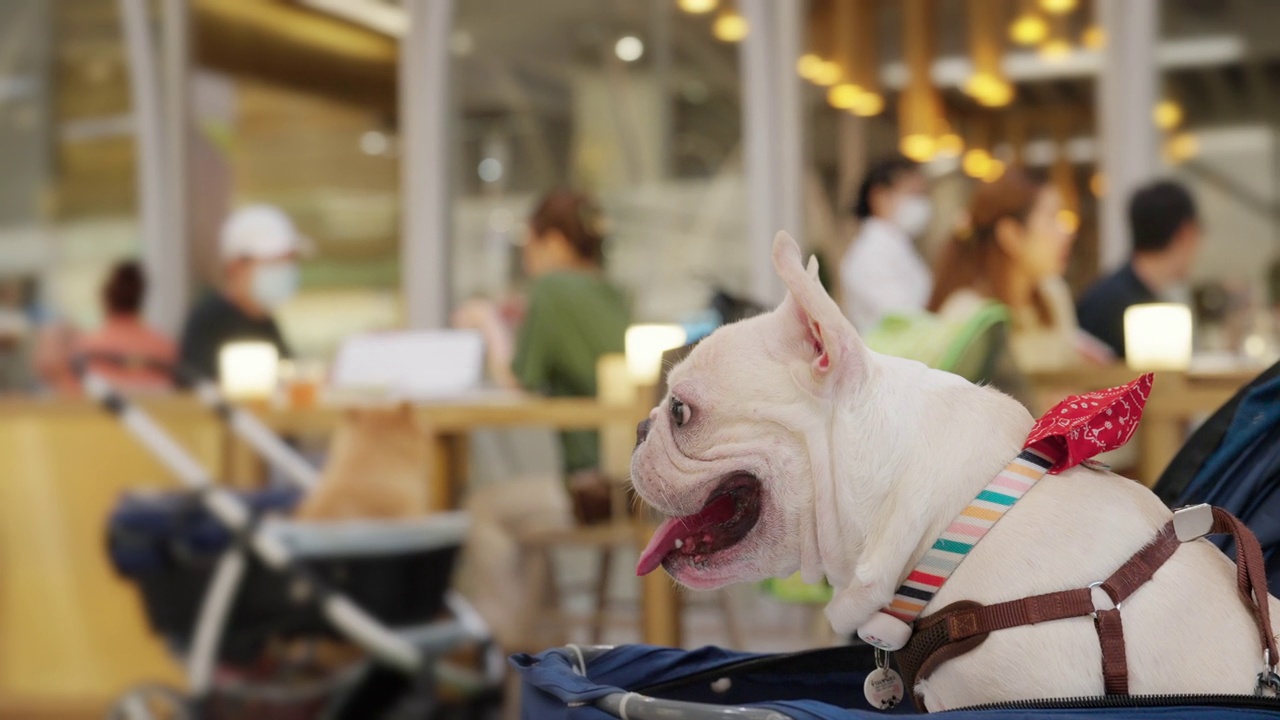 4K亚洲男子推着法国斗牛犬在宠物推车里走在商场里。视频素材