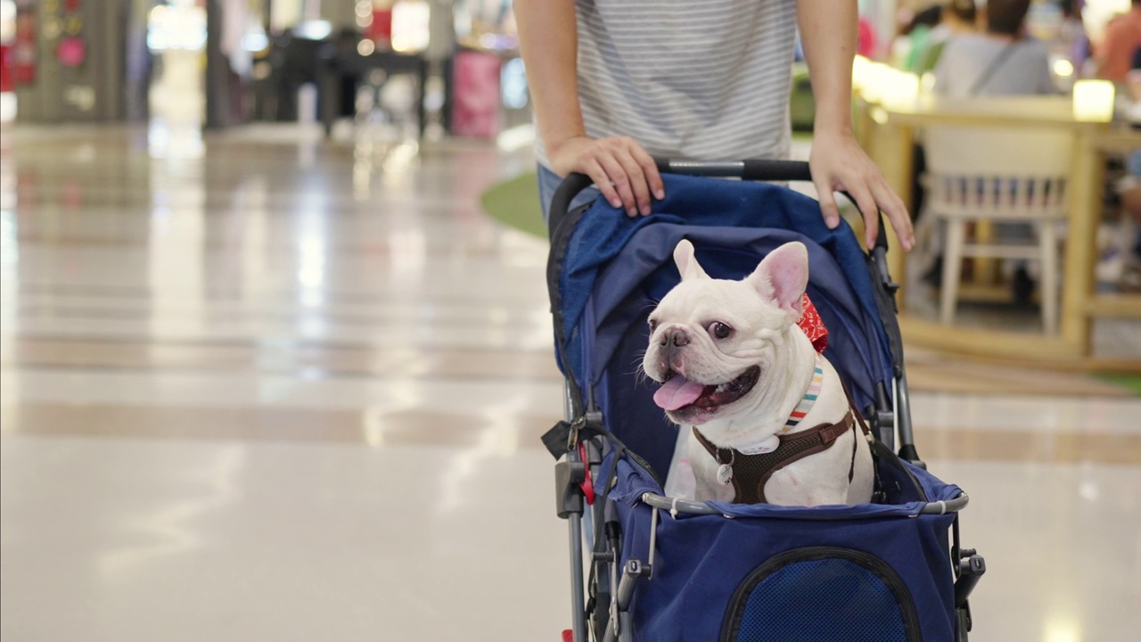 4K亚洲男子推着法国斗牛犬在宠物推车里走在商场里。视频素材