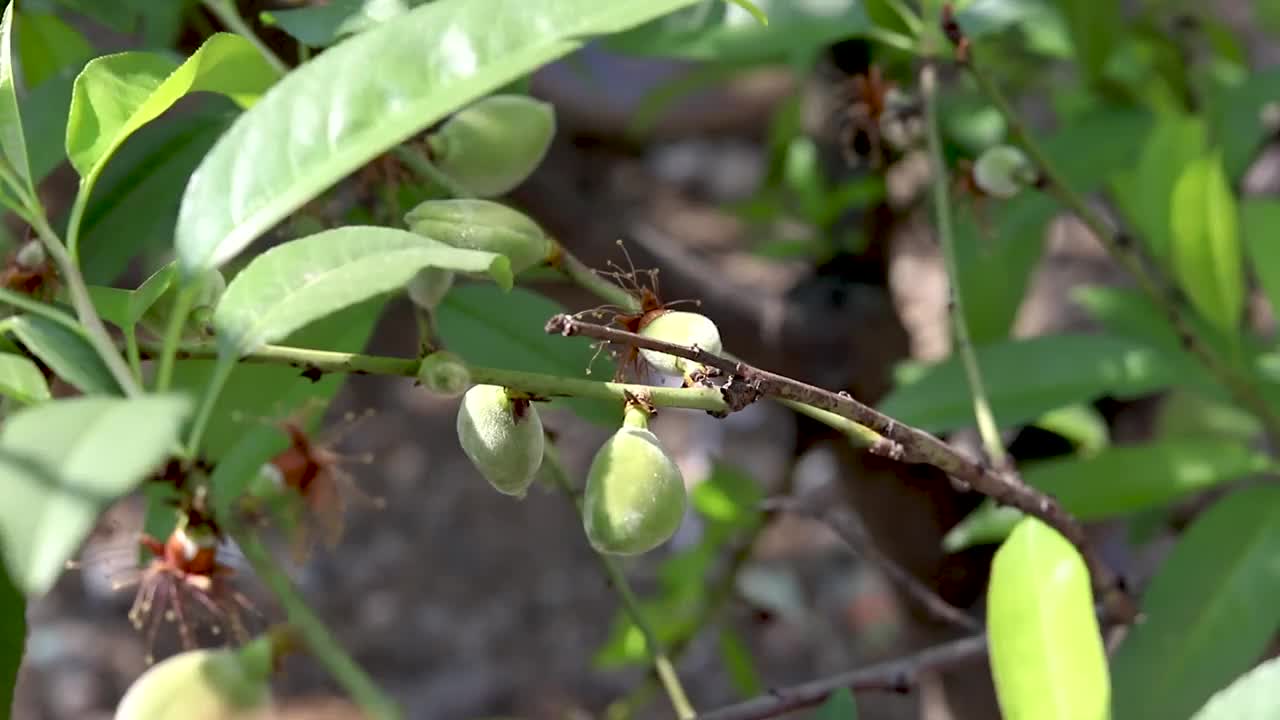 杏树，绿色的杏仁挂在树枝上视频素材