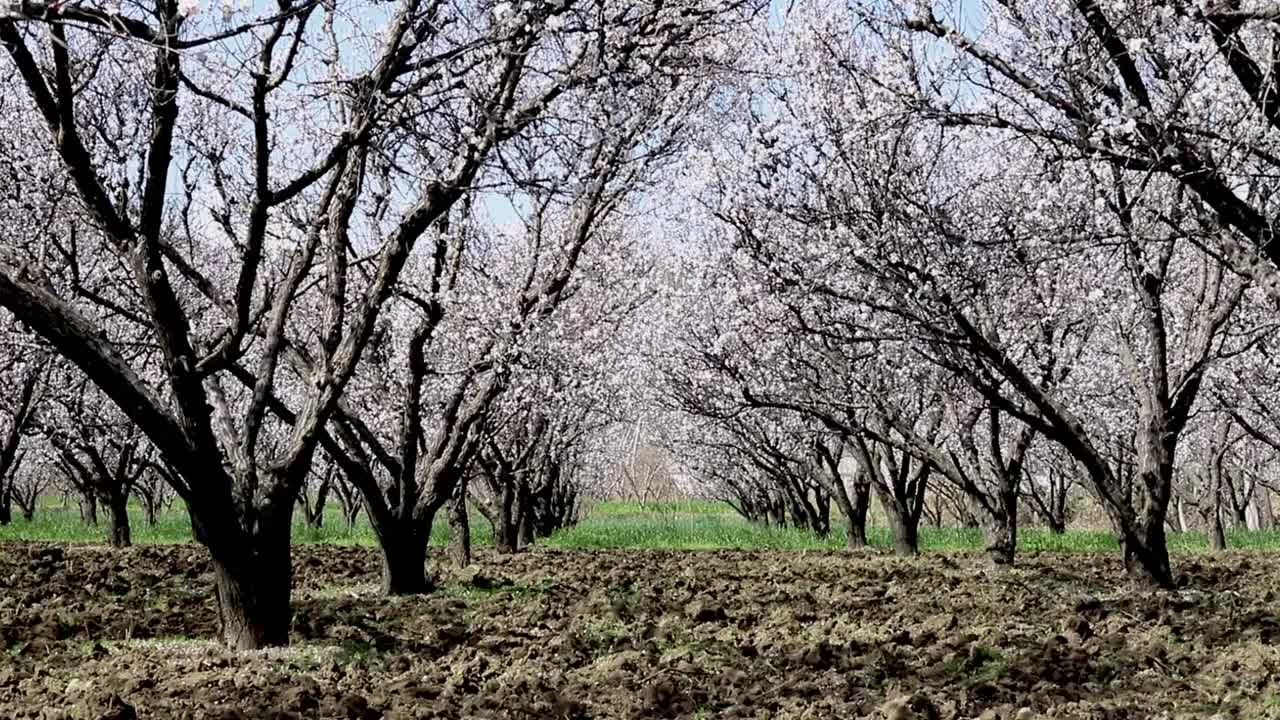 美丽的杏树在春天开花视频素材