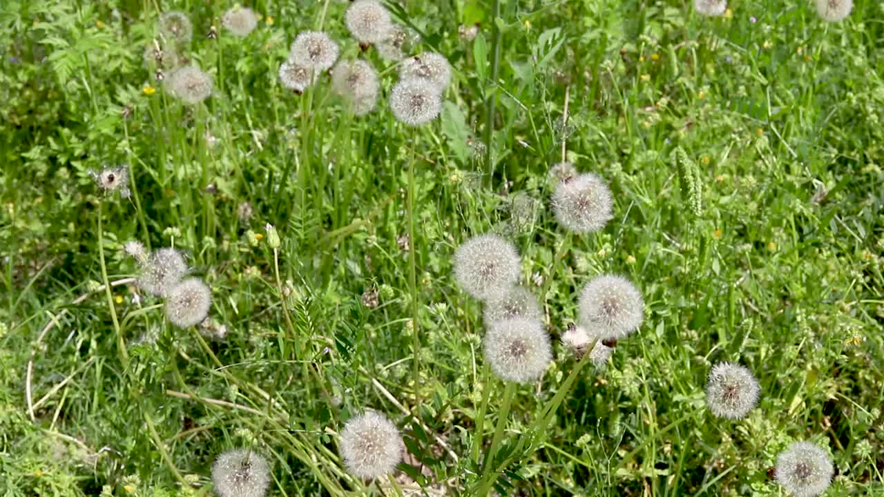 田野里盛开着蒲公英的美丽景色视频素材