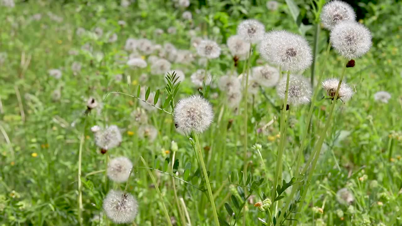 在野外盛开的蒲公英视频素材