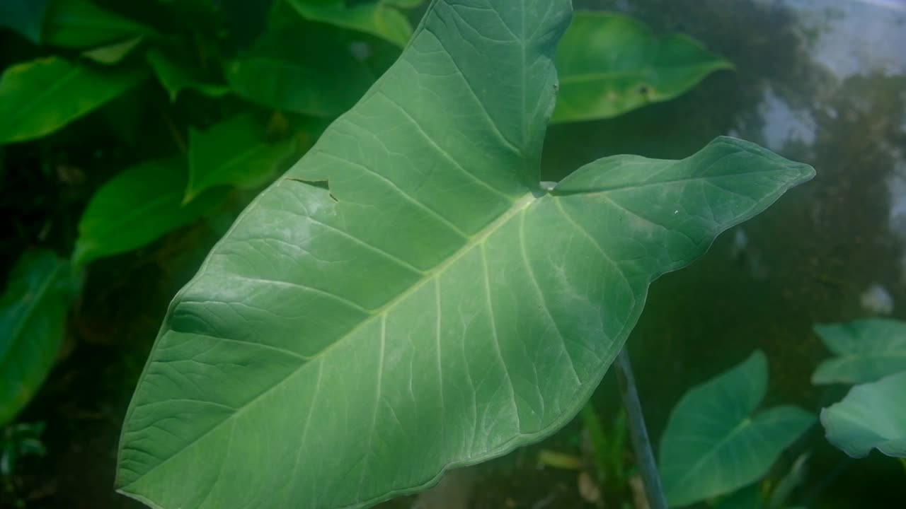 用水浸泡芋头叶子的短视频视频素材