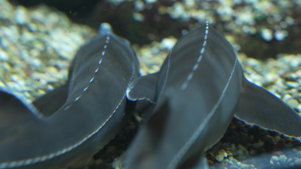 两只鲟鱼在游泳视频素材