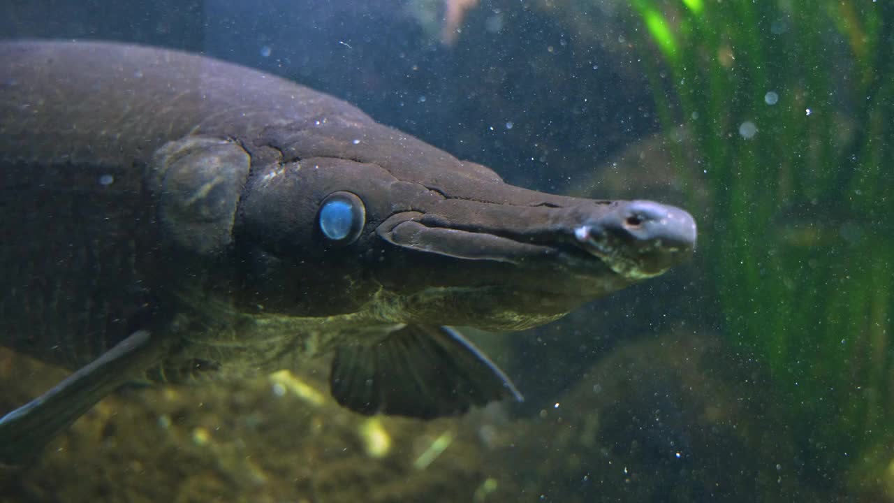 短吻鳄黄鱼特写视频素材