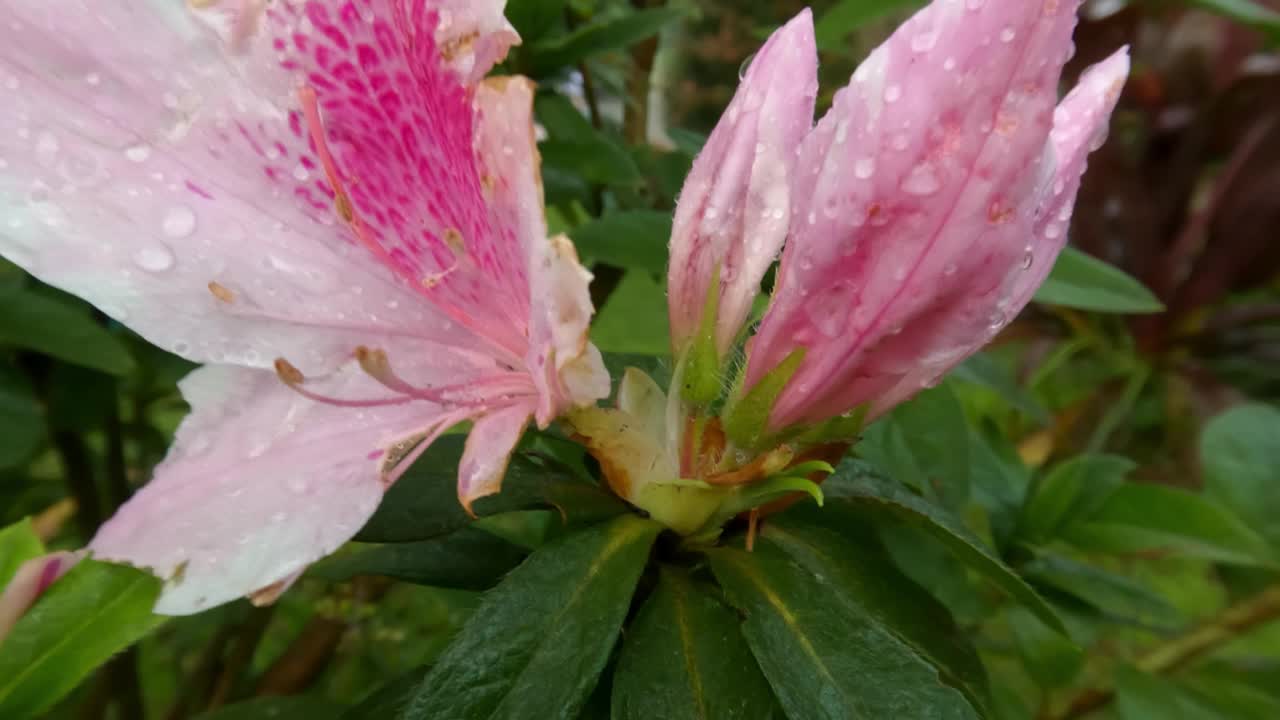 开粉红色的印度杜鹃花(杜鹃花)视频下载