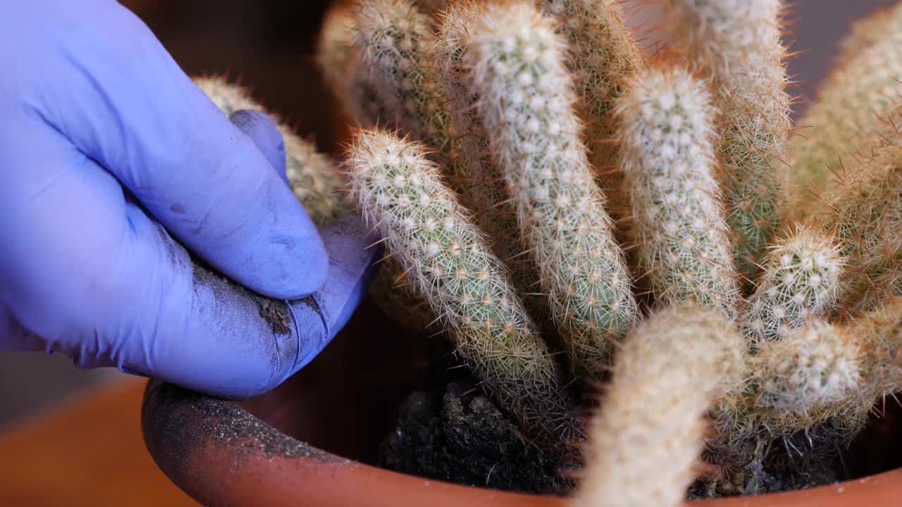 仙人掌移植。在新花盆中添加并压实土壤。照料仙人掌。视频素材