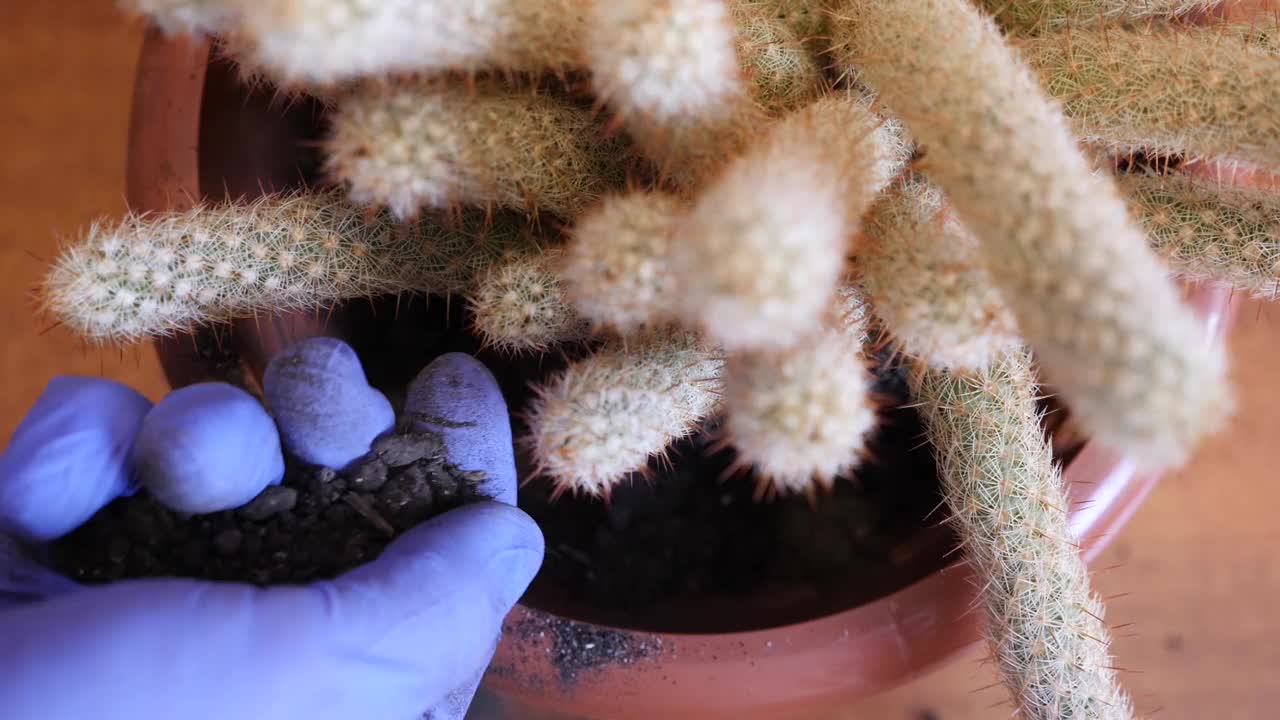 仙人掌移植。在新花盆中添加并压实土壤。照料仙人掌。视频素材