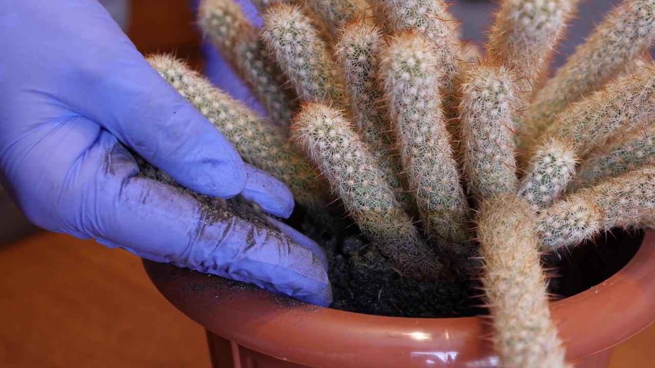 仙人掌移植。在新花盆中添加并压实土壤。照料仙人掌。视频素材