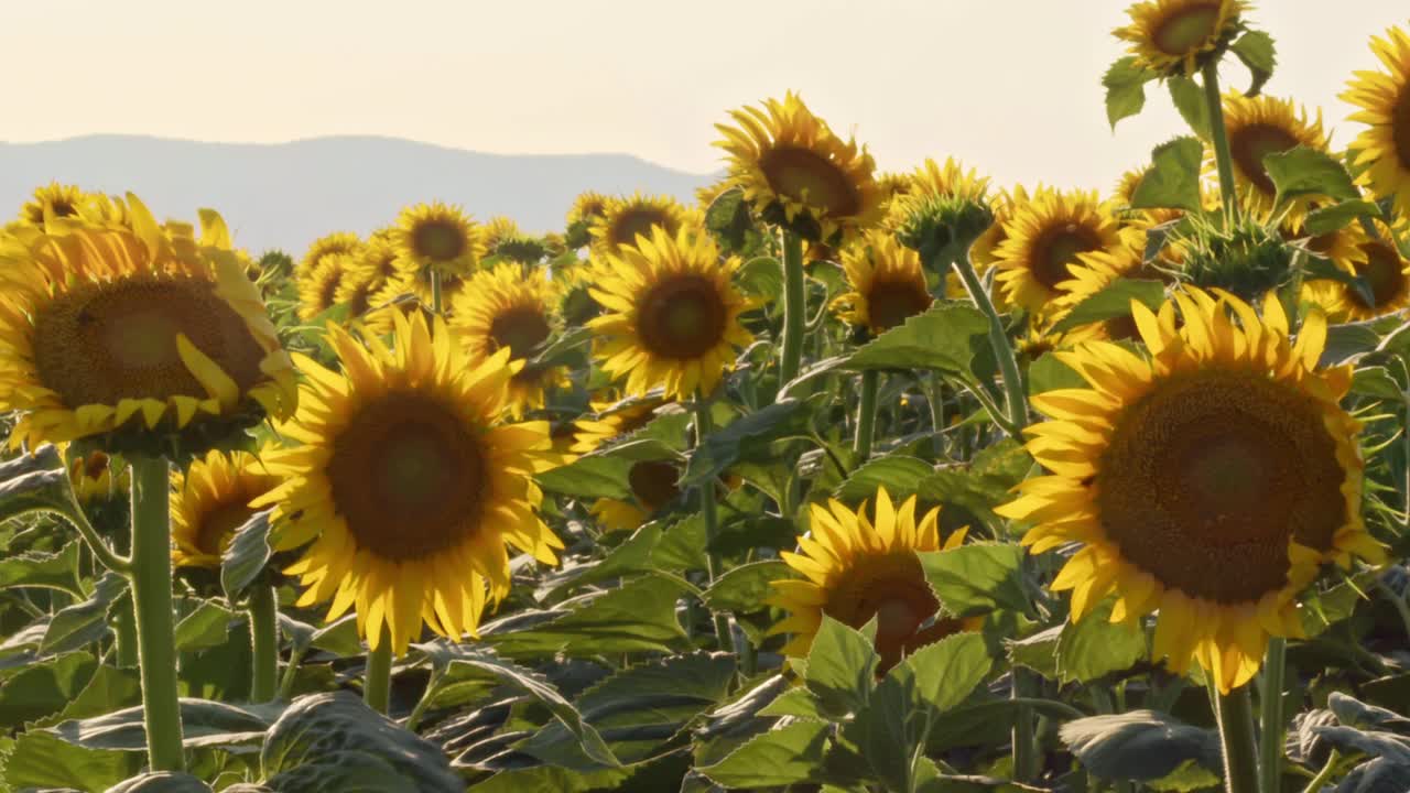 收获季节，太阳花地里的风舞视频素材