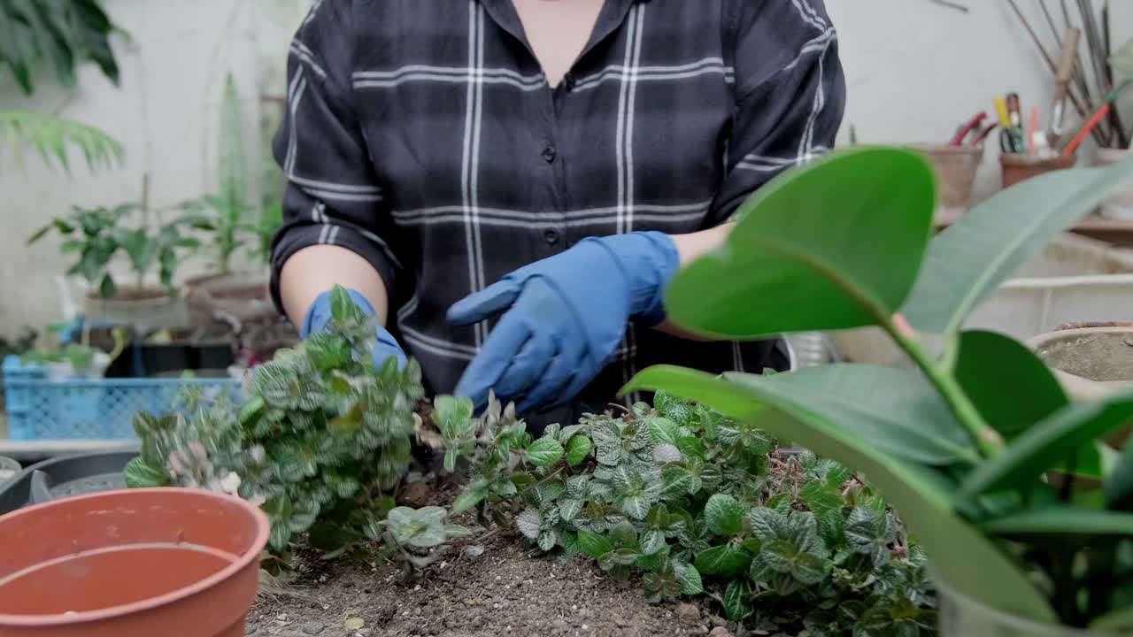 园丁照顾植物。花匠移植植物。室内花卉种植视频素材