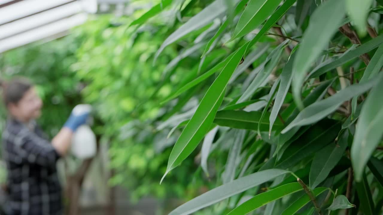 概念家居室内花园。女园丁在花园里喷洒植物。视频素材