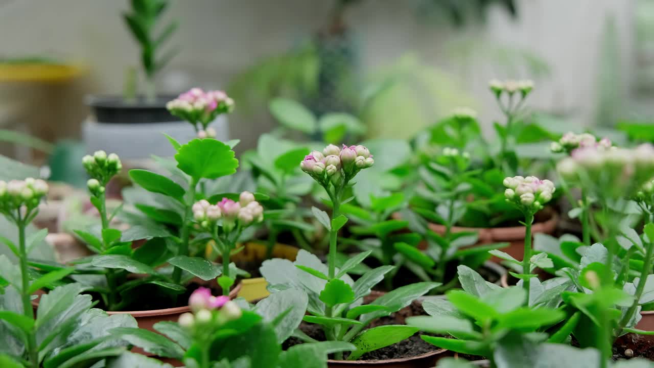 高凉菜属。照顾好鲜花。移栽种花的概念视频素材