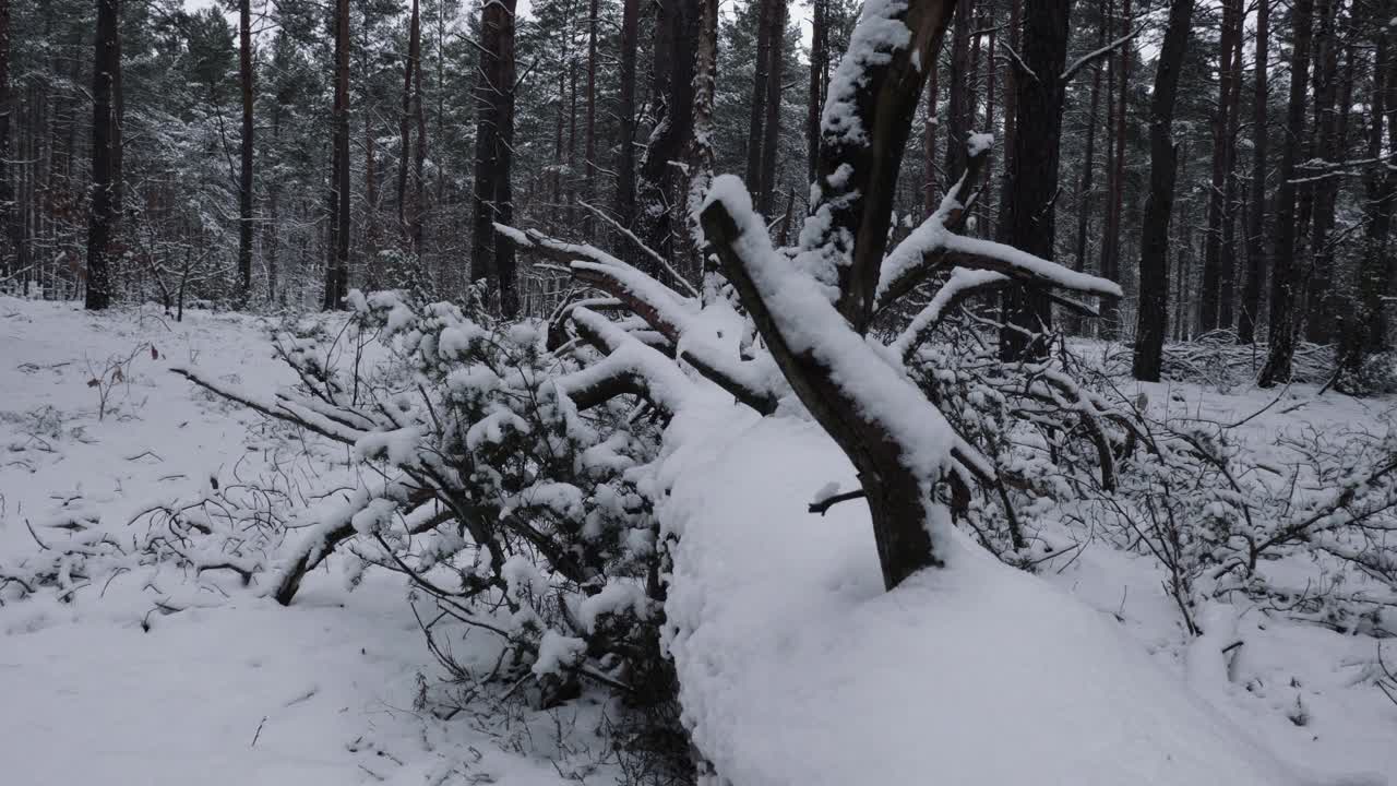 傍晚被雪覆盖的树林里倒下的树。视频素材