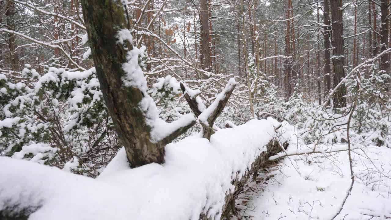 被雪覆盖的倒下的树。视频素材