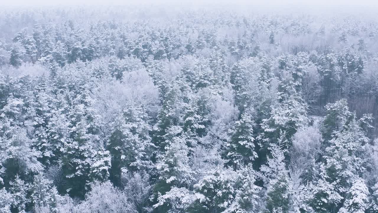 4K美丽的白雪皑皑的森林在冬天霜冻的日子。惊人的松树林上空鸟瞰飞行。景观。公园森林的风景。冬季霜冻森林的自然高架景观。雪针叶林视频素材