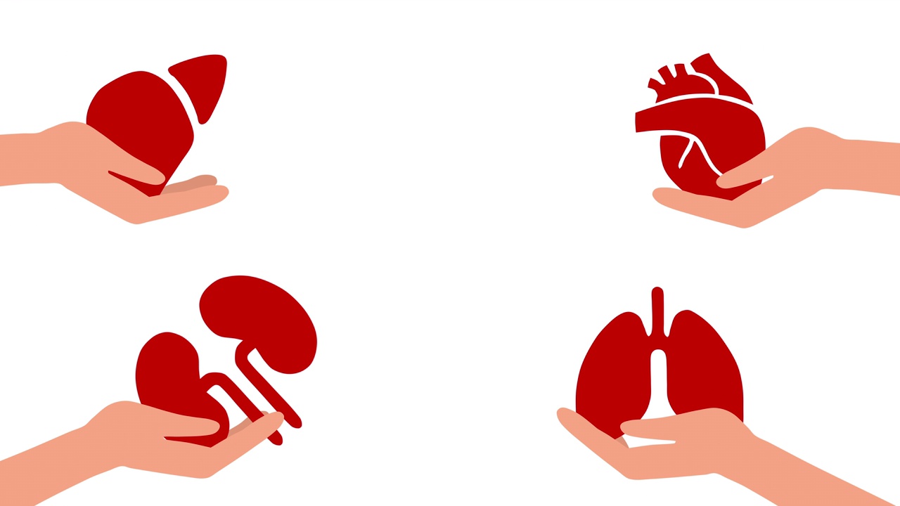 拿着人体器官的手。世界器官捐赠日。器官捐献的概念，心脏、肺、肝、肾的移植。自愿为病人服务。视频动画。视频素材