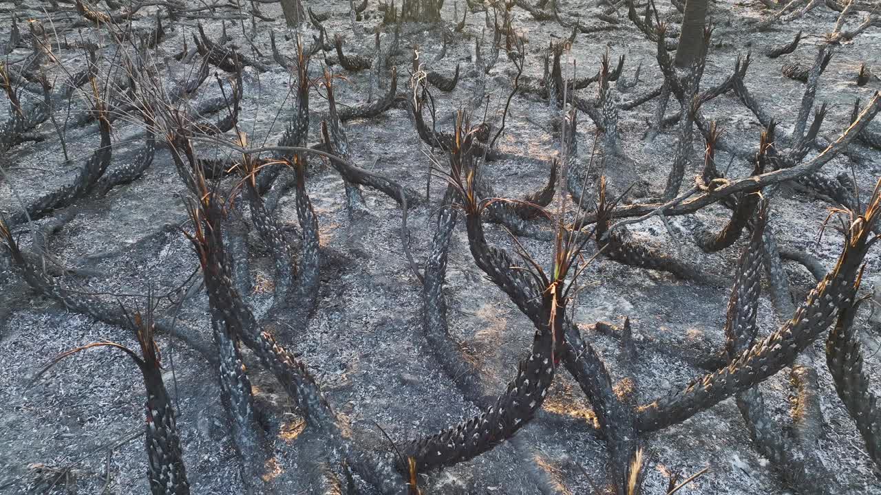 野火摧毁了佛罗里达的丛林森林，烧焦的死植被被烧毁。被摧毁的森林地面覆盖着一层灰。自然灾害概念视频素材