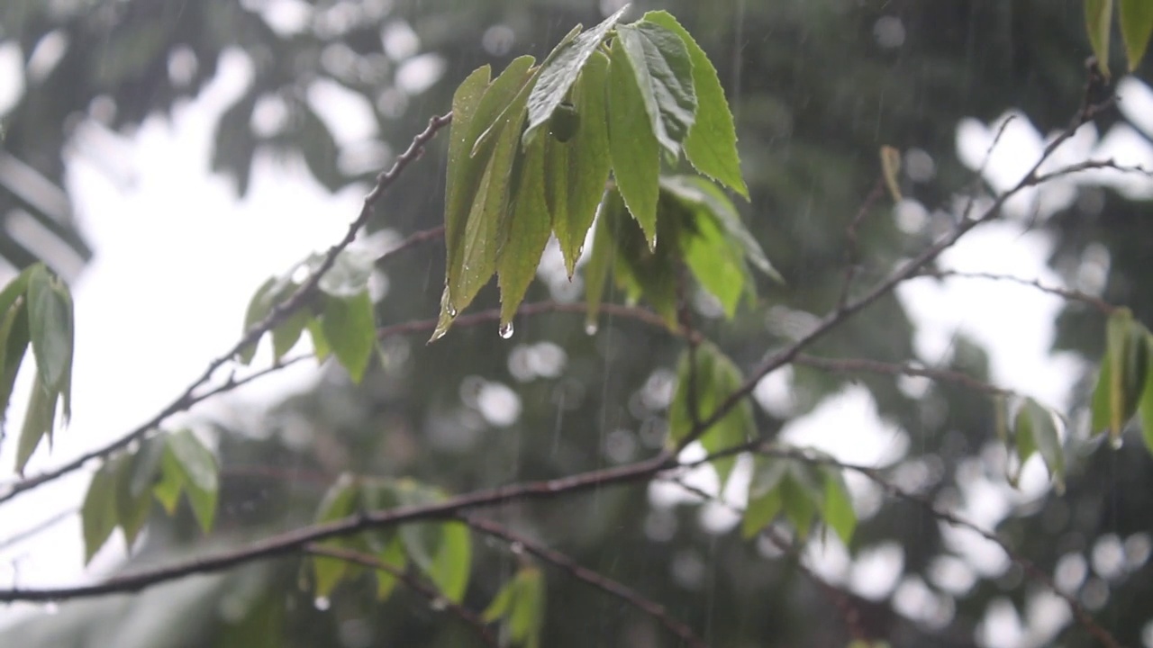 雨落在树叶上视频下载