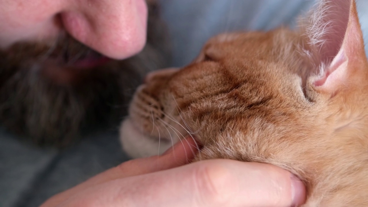 大胡子男子拥抱并抚摸姜色猫特写。选择性地注视猫的口鼻视频素材