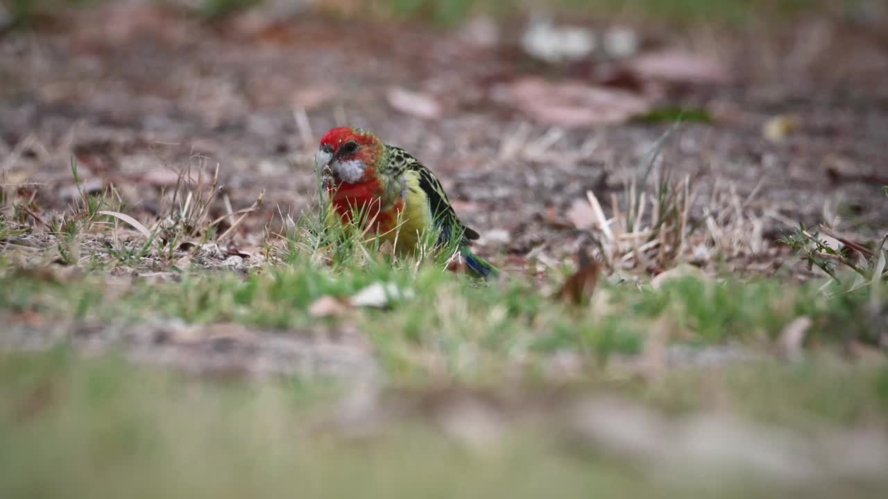 东方玫瑰茄 (Platycercus eximius)视频素材