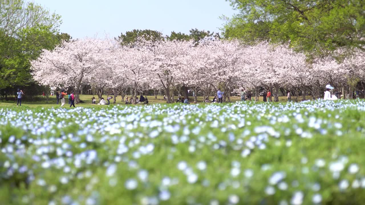 Cherry blossom trees lined with snow flurries and nemophila fields with blue flowers. People enjoying the cherry blossoms under the cherry trees.　Cherry blossom petals falling like snowing.视频下载