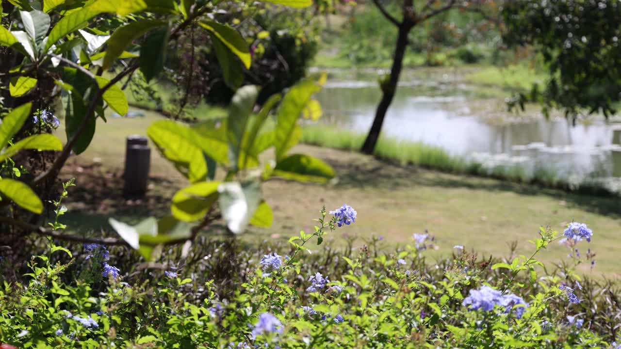 自然场景与树叶在焦点和软模糊的背景视频素材