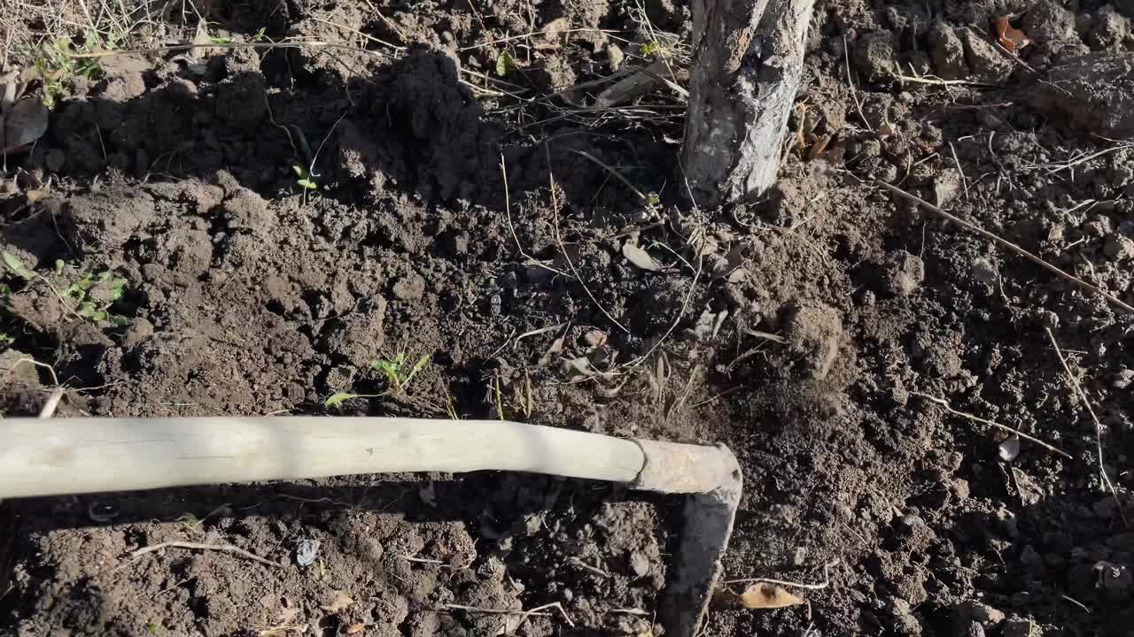 工人在地里用锄头锄地种菜。农业的概念，种植粮食。用锄头在自家花园挖土，为插秧准备土壤。4 k。视频素材