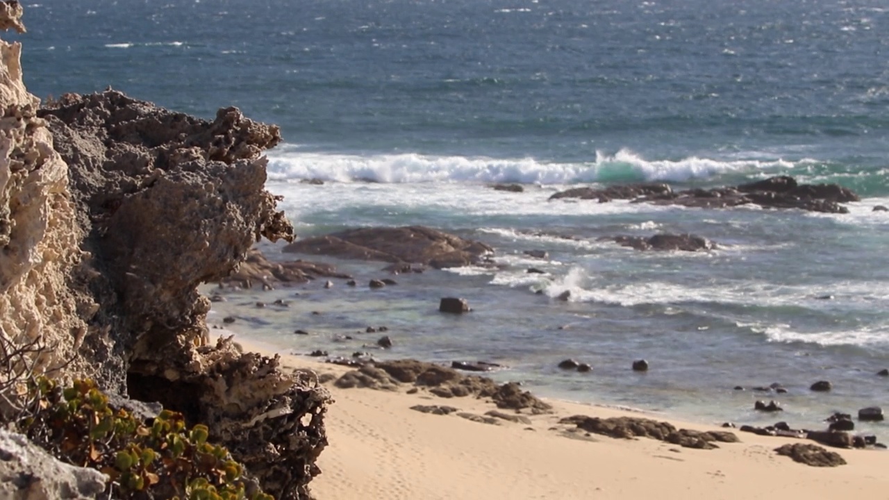 Cape Naturalist海岸荒野视频素材