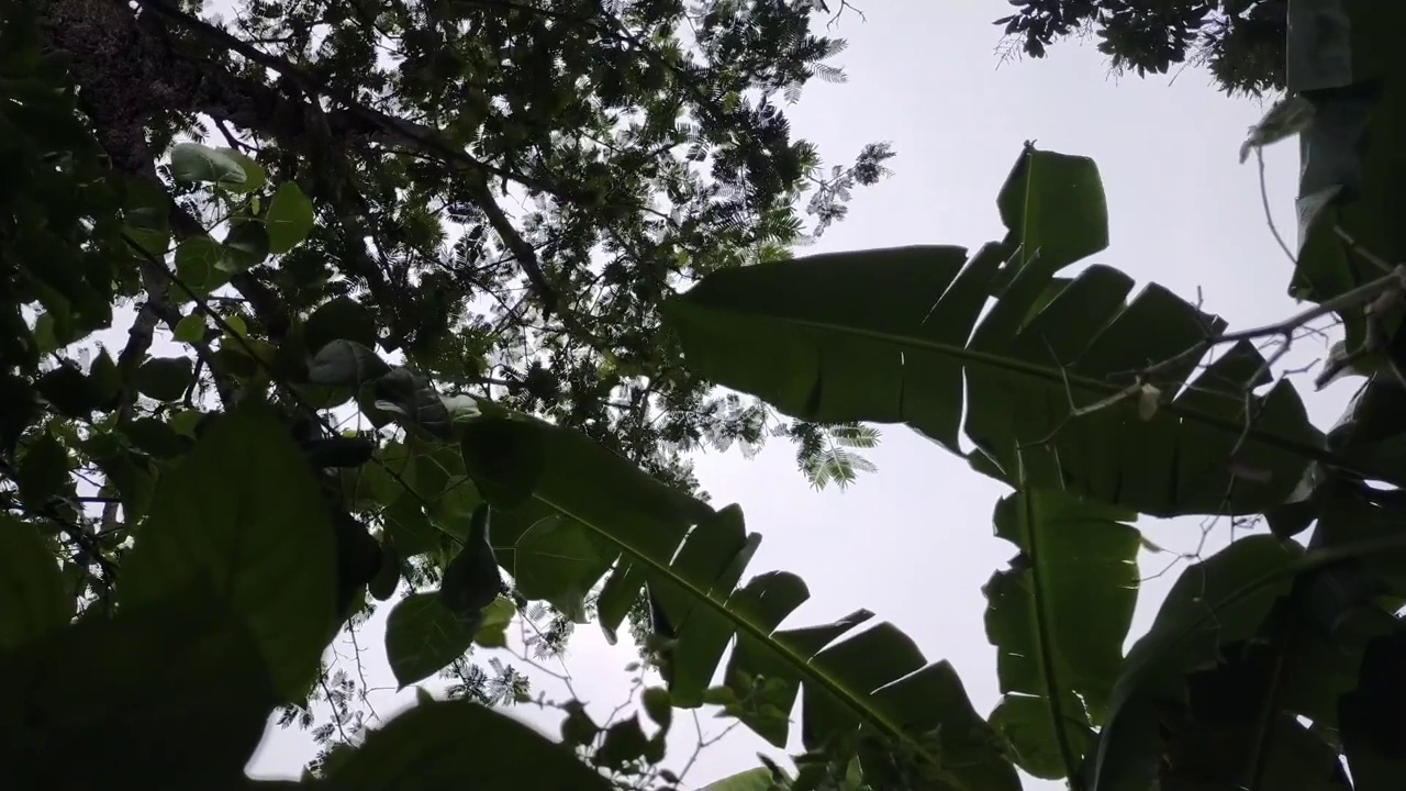 香蕉树或香蕉叶视频素材