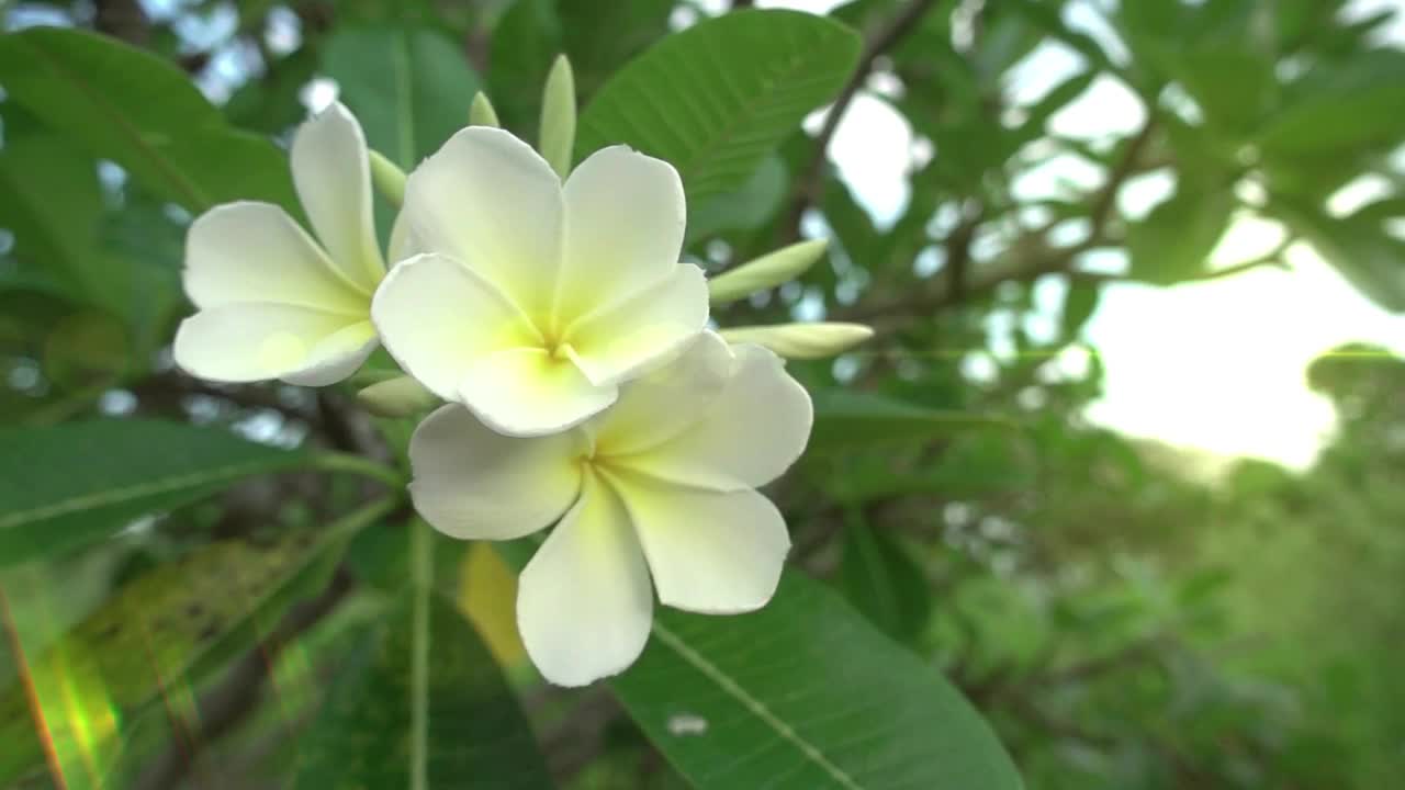 黄色和白色的热带花朵在风中摇曳视频素材