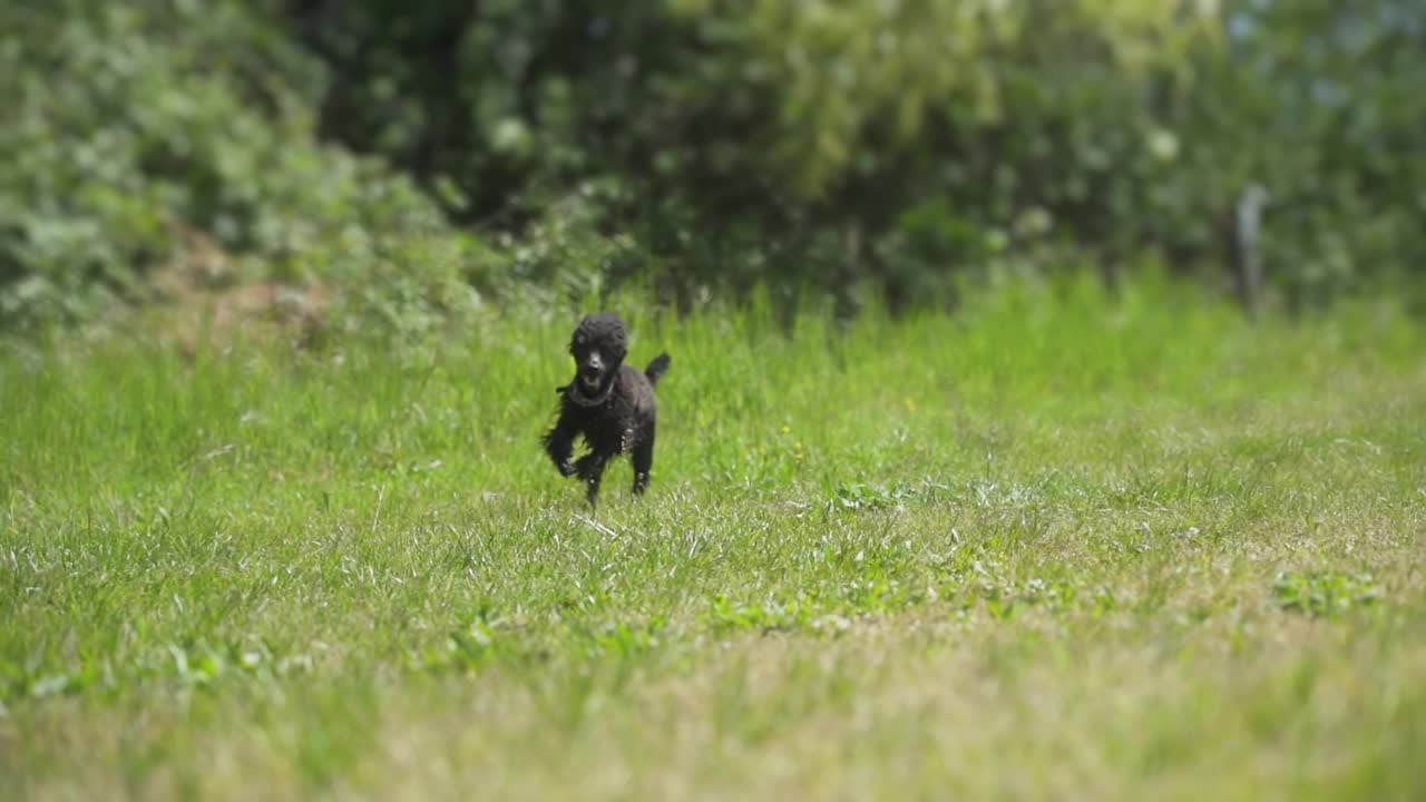 黑色贵宾犬在绿植间以慢动作快速奔跑视频素材